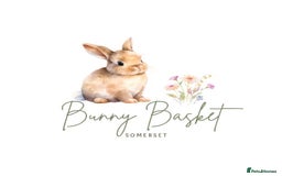 Mini Lop rabbits for sale: Purebred Minilops  - Image 1
