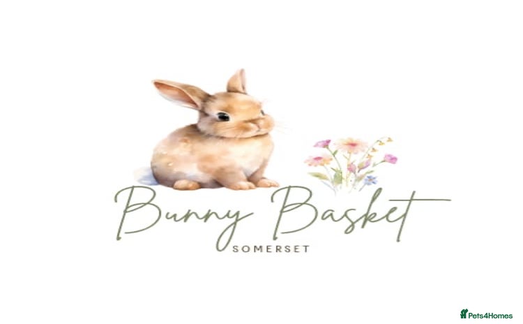 Mini Lop rabbits - Advert 1