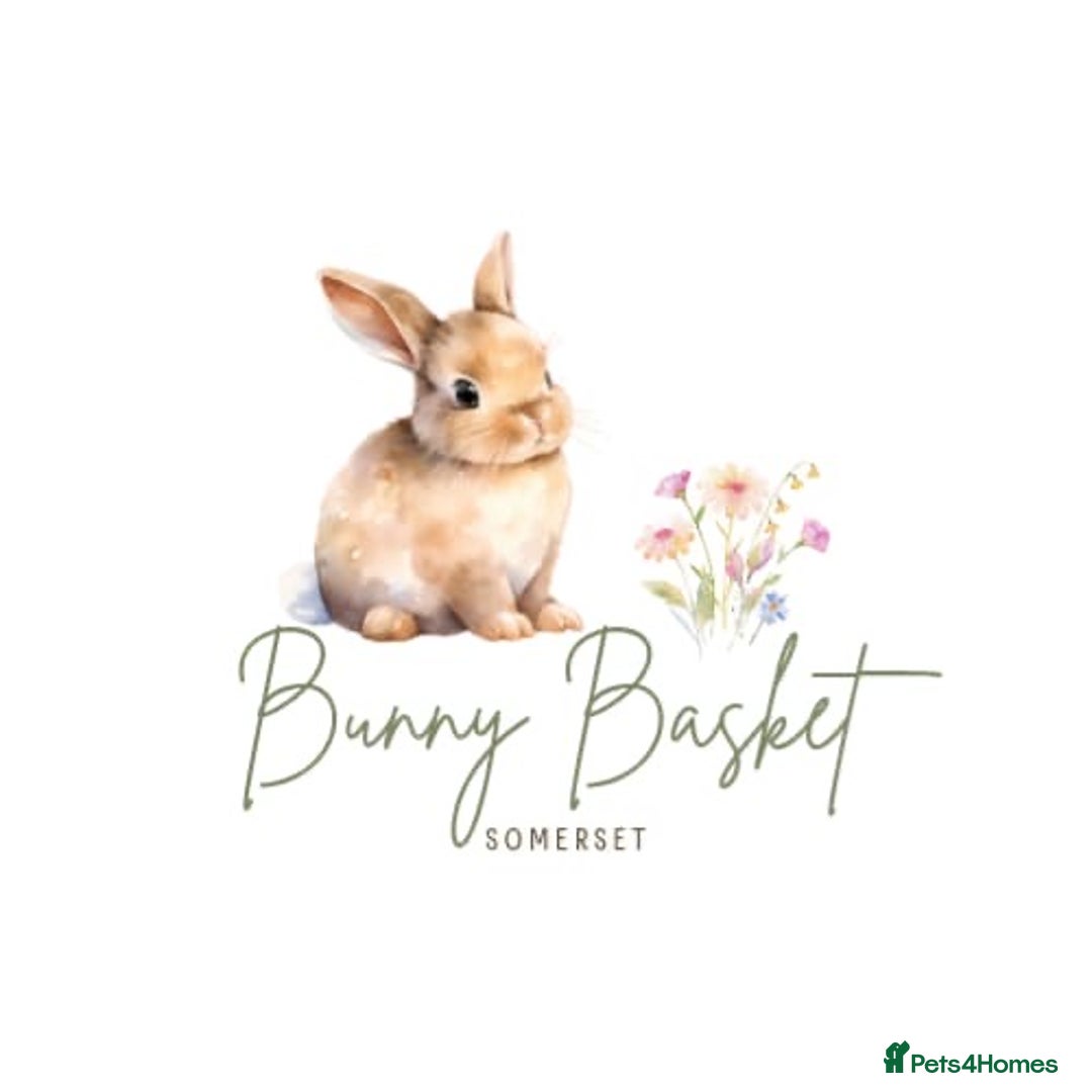 Mini Lop rabbits for sale: Purebred Minilops  - Image 1