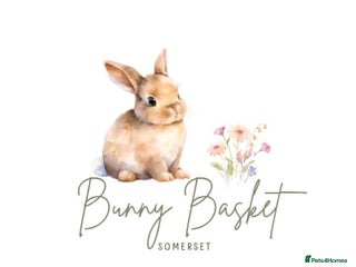 Mini Lop rabbits - Advert 6