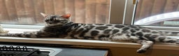 Bengal cats for sale: 💙Stunning Silver Charcoal black spotted tabby  - Advert 11