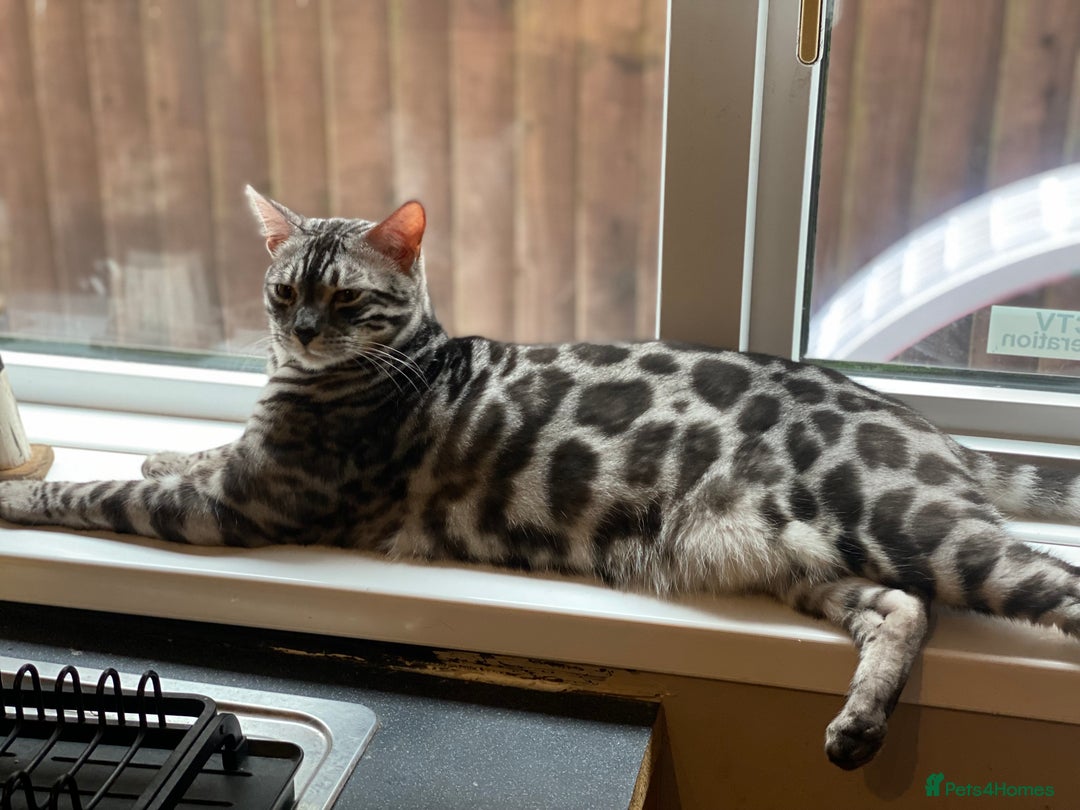 Bengal cats for sale: 💙Stunning Silver Charcoal black spotted tabby  - Advert 11