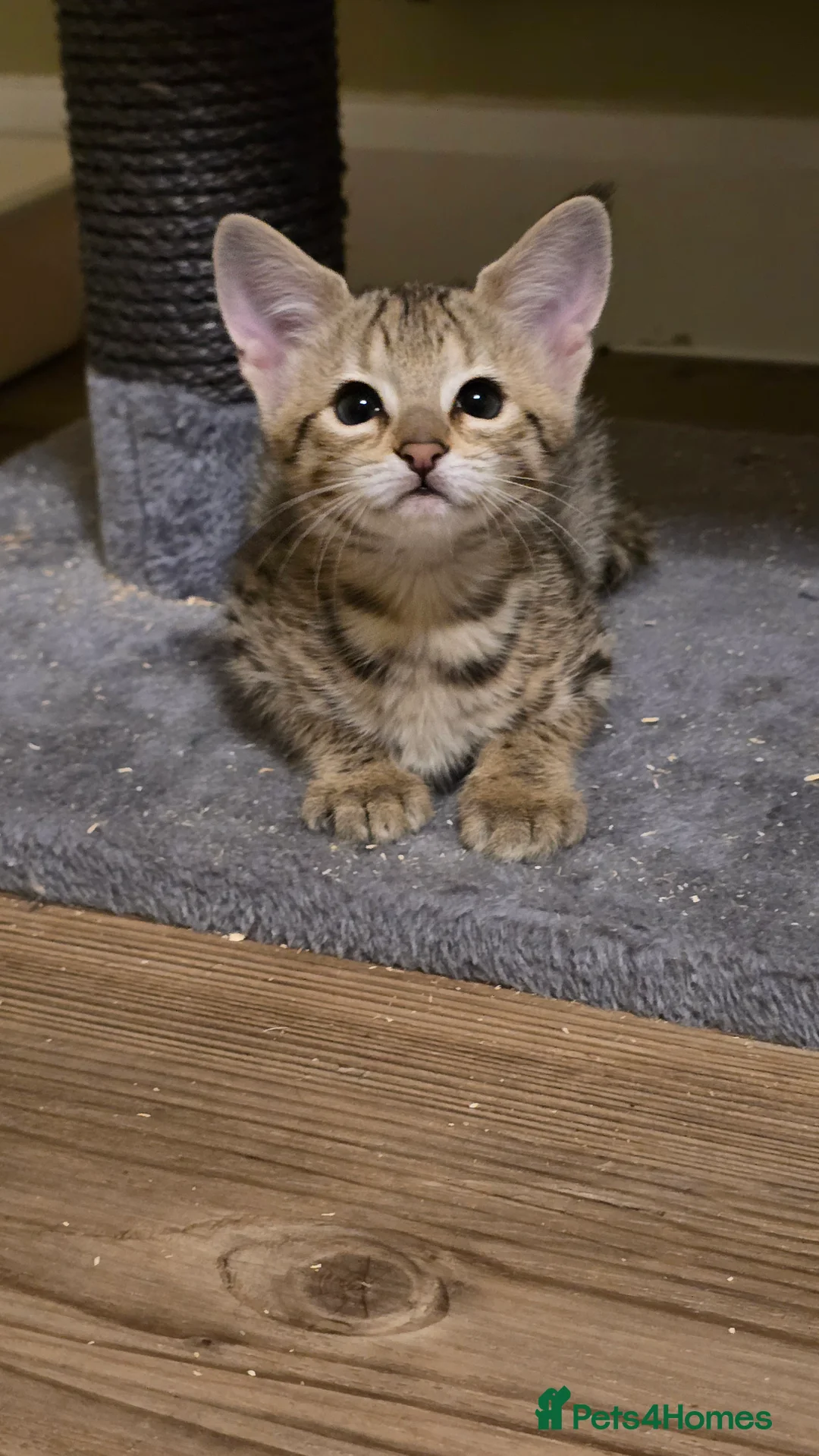 Savannah cats for sale: F3 Tica Registered Savannah Kitten - Cinnamon girl - Advert 13