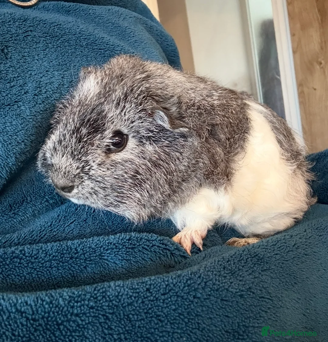 Guinea Pig rodents for sale: 12 week old boy  - Advert 1
