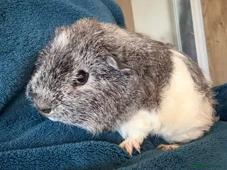 Guinea Pig rodents 12 week old boy - Advert 16