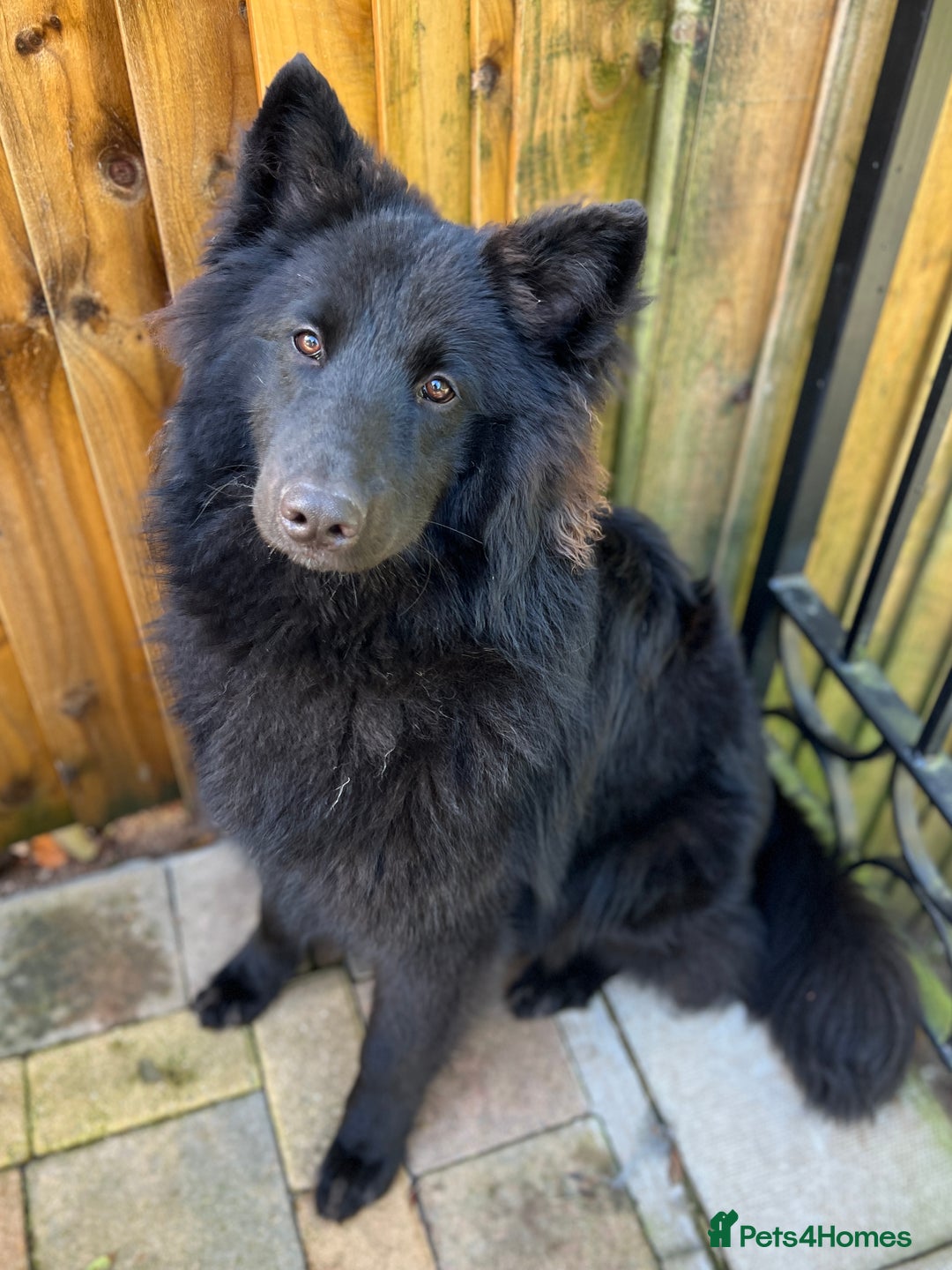 German Shepherd dogs for stud: Black German Shepherd at Stud - Image 7
