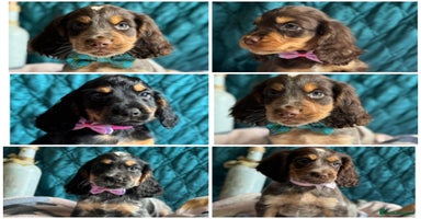Cocker Spaniel dogs - Advert 16