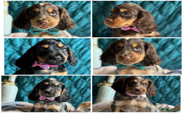 Cocker Spaniel dogs - Advert 1