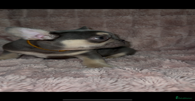 French Bulldog dogs Homie lines meet Apollo line  - Advert 2