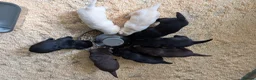Labrador Retriever dogs for sale: Beautiful show bred chunky puppies  - Advert 2