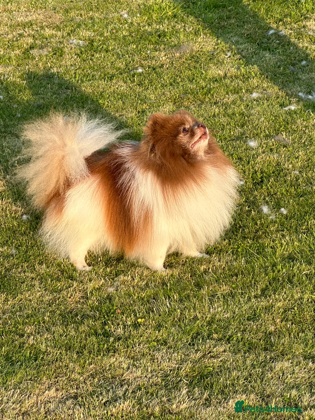 Pomeranian dogs for stud: Short and compact chocolate party colour boy in Lanark - Advert 8