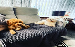 Toy Poodle dogs for stud: RED TOY POODLE KC REGISTERED PROVEN STUD in Derby - Image 19