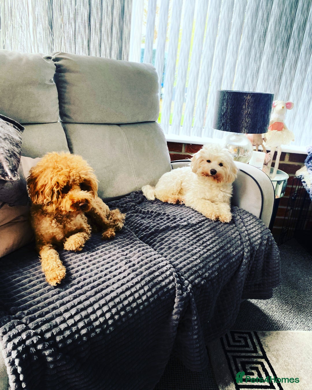 Toy Poodle dogs for stud: RED TOY POODLE KC REGISTERED PROVEN STUD in Derby - Image 19