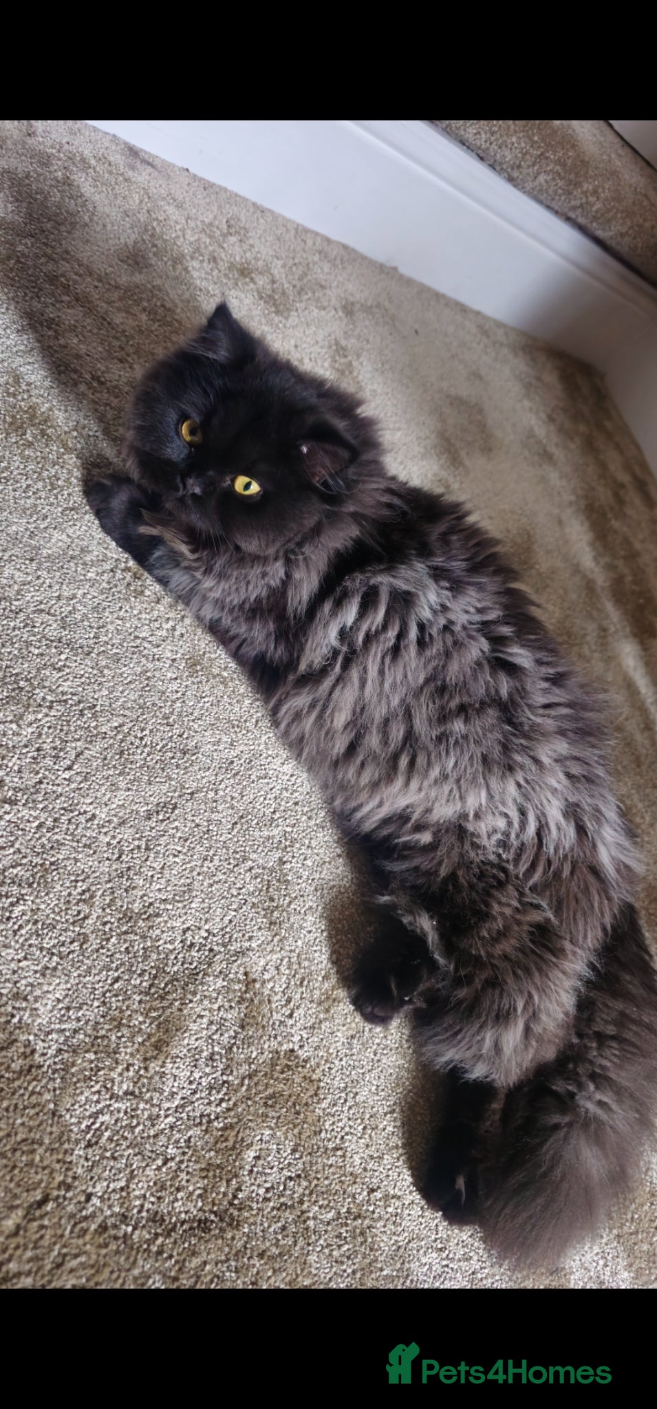 Mixed Breed cats Persian x British Shorthair Cats  - Advert 5