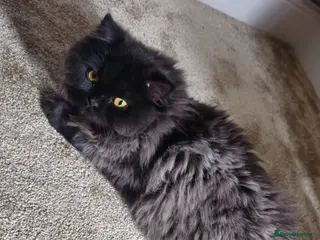 Mixed Breed cats Persian x British Shorthair Cats - Advert 2