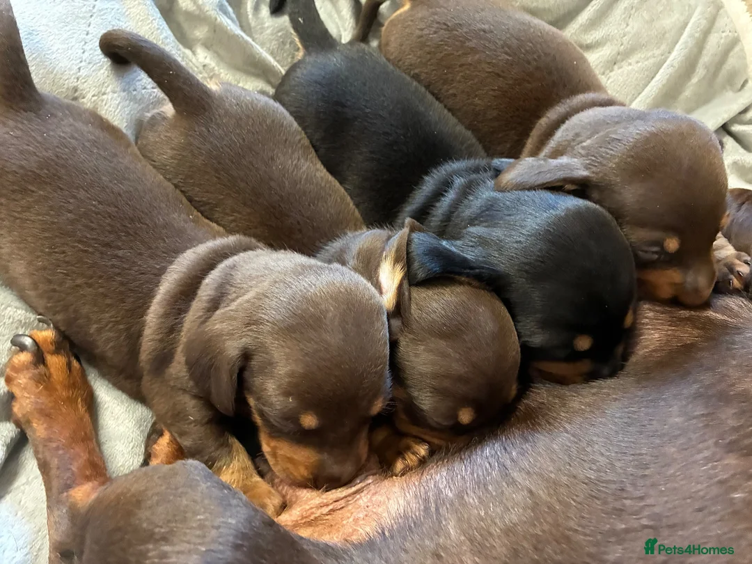 Dachshund dogs for sale: Beautiful Dachshund Puppies - Advert 2