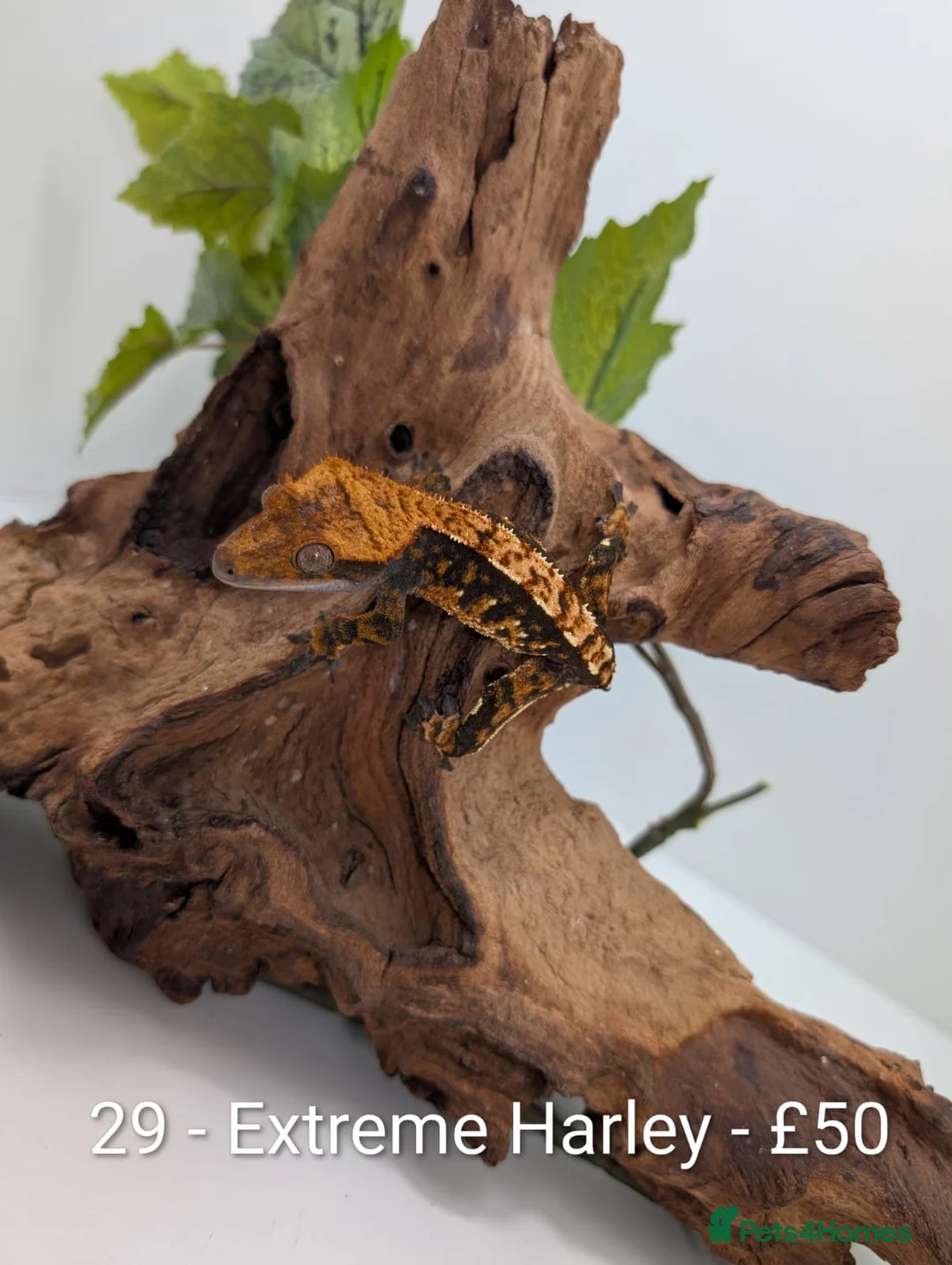 Gecko reptiles for sale: Beautiful Mix of Crested Geckos - Advert 29
