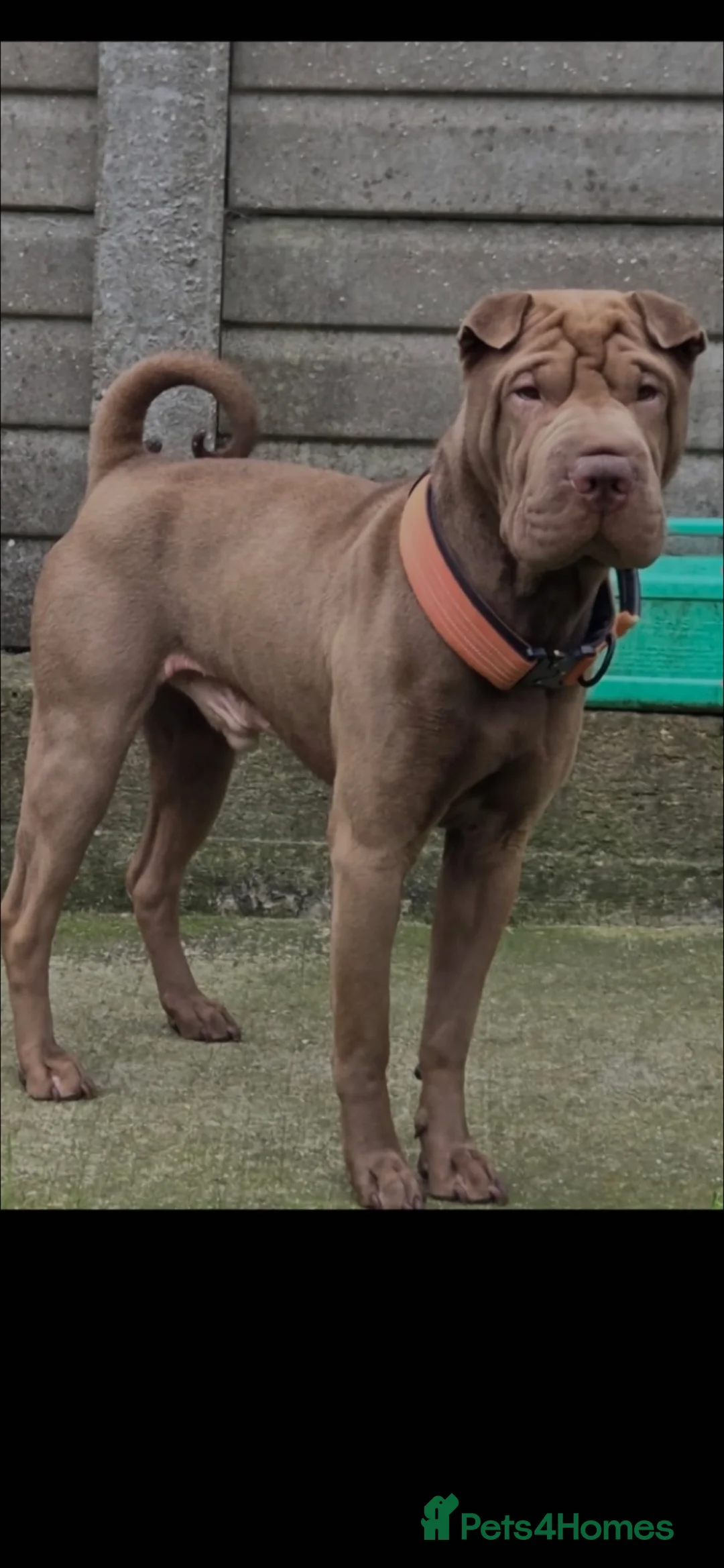 Shar Pei dogs for sale: Sharpei male - 4 years  - Advert 1