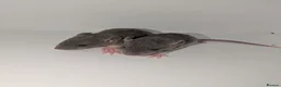 Rat rodents for sale: Beautiful rat pups - Advert 11