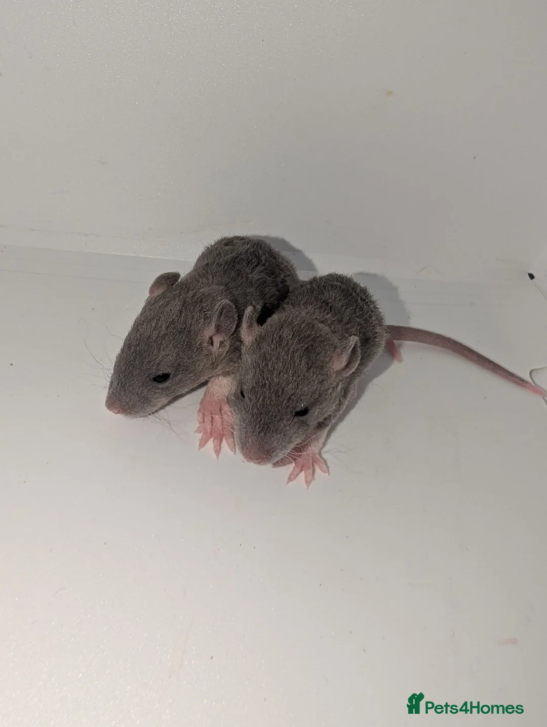 Rat rodents for sale: Beautiful rat pups - Advert 11