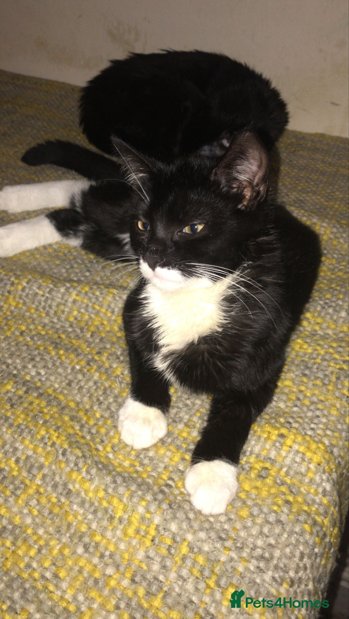 British Shorthair cats Kittens for a Good loving home  - Advert 6