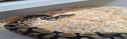 Mixed Breed reptiles for sale: Ball pythons, tarantula, African land snails - Advert 12