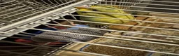 Budgerigars birds for sale: Budgie for sale - Advert 2