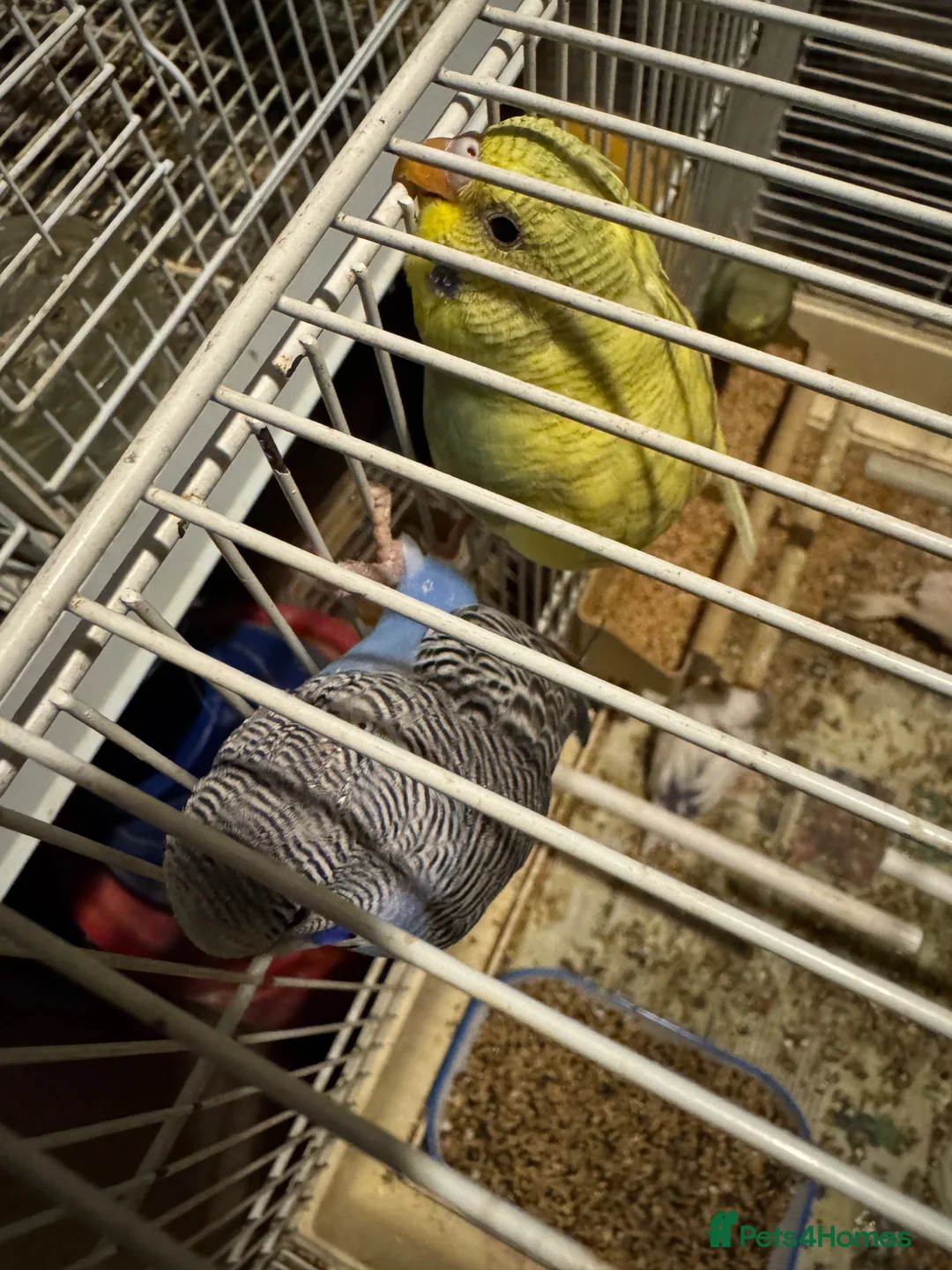 Budgerigars birds for sale: Budgie for sale - Advert 2