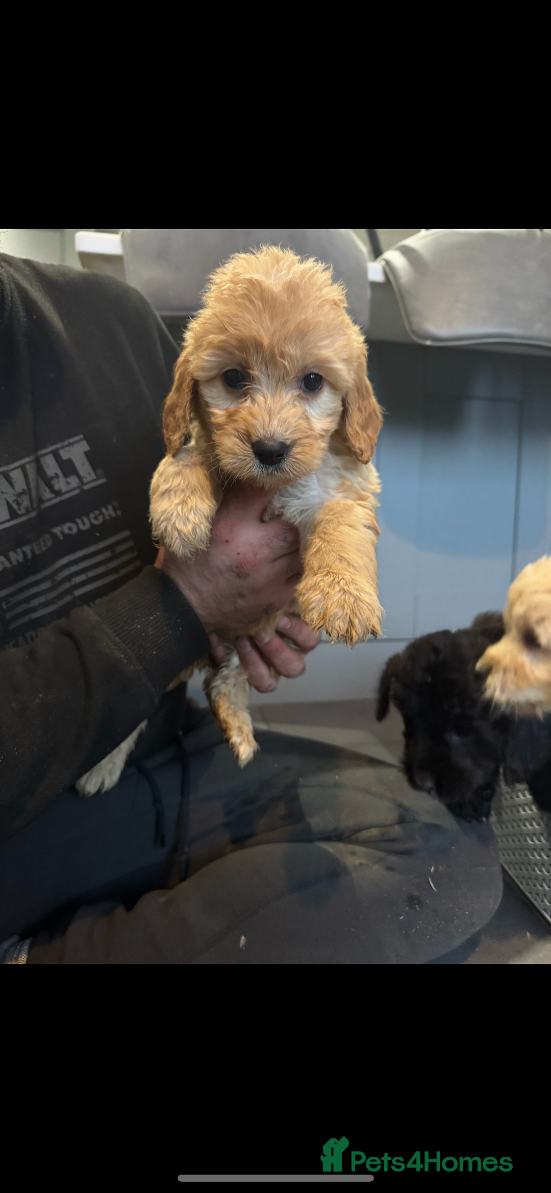 Cockapoo dogs for sale: F1 cockapoos  - Advert 3