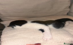 British Shorthair cats for sale: two female black and white kittens - Image 4