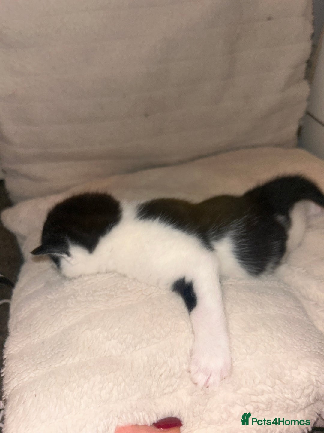 British Shorthair cats for sale: two female black and white kittens - Image 4