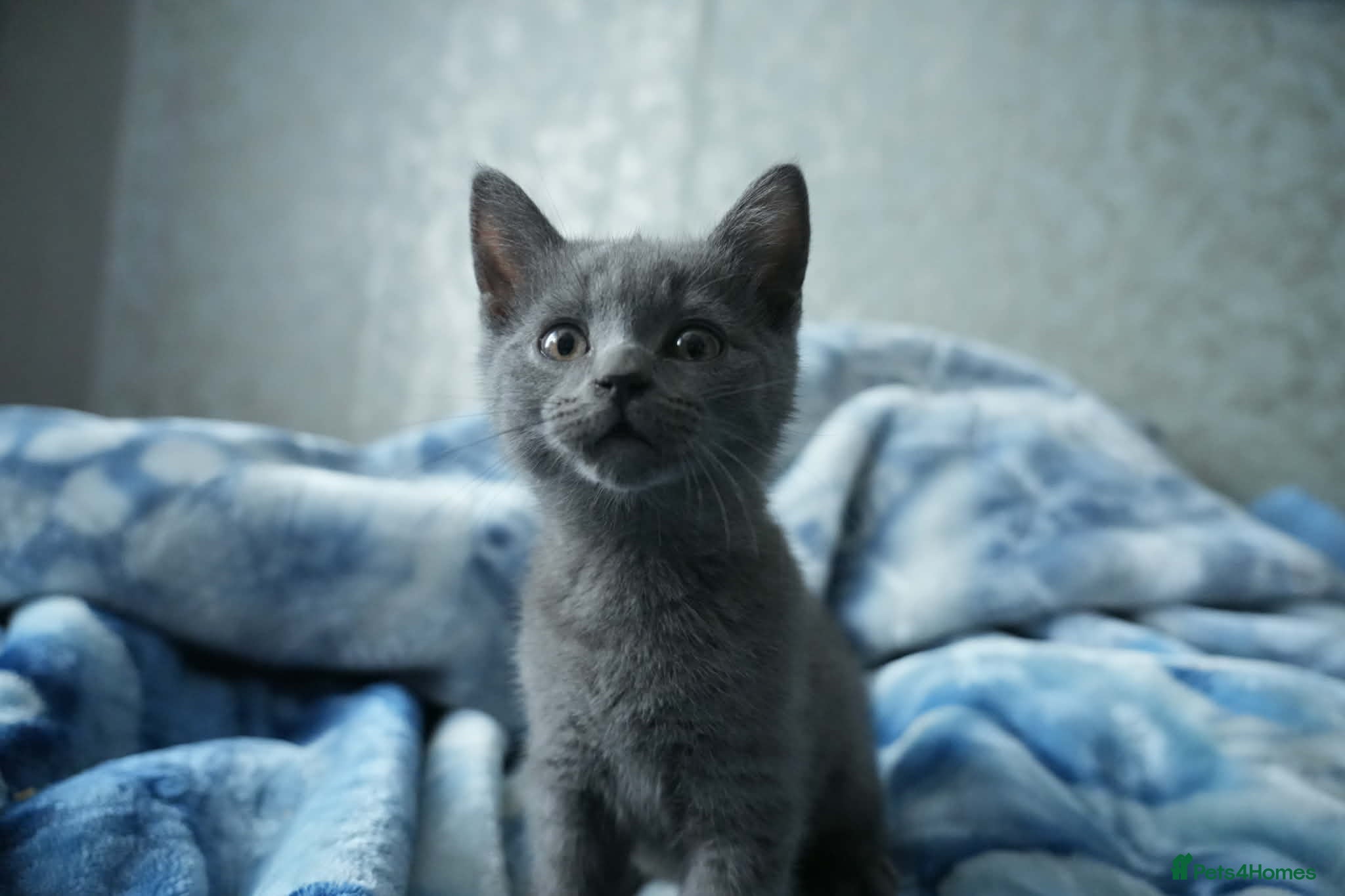 British Shorthair cats British shorthair  - Advert 1