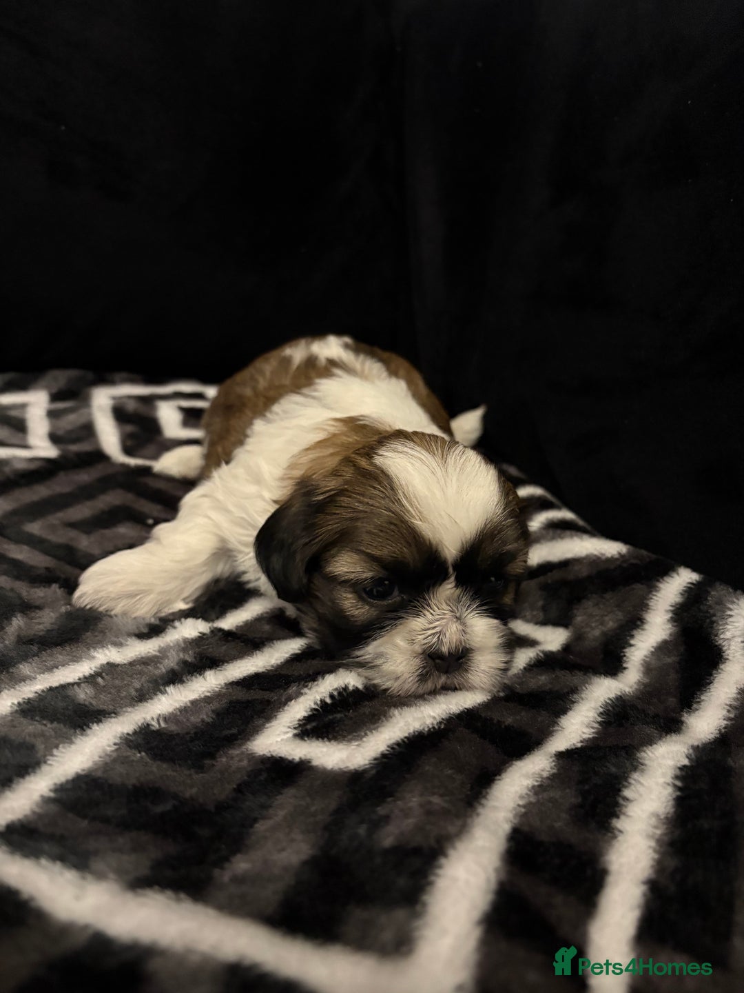 Shih Tzu dogs for sale: 2 female Shih Tzu puppies  - Advert 20