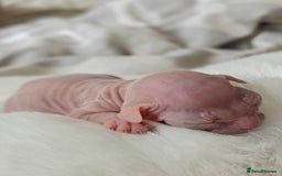 Sphynx cats for sale: Pedigree Sphynx Kitten in Bedford - Image 8