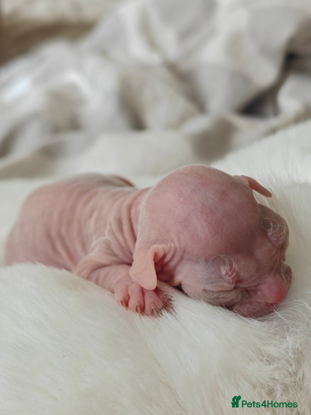 Sphynx cats for sale: Pedigree Sphynx Kitten in Bedford - Image 8