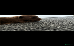 Pomchi dogs for sale: Pomchi puppie for sale - Image 14