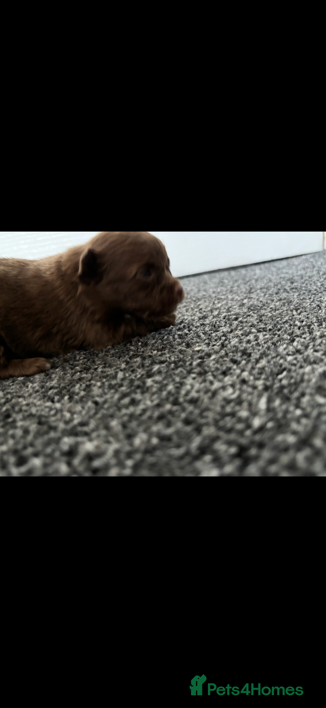 Pomchi dogs for sale: Pomchi puppie for sale - Image 14