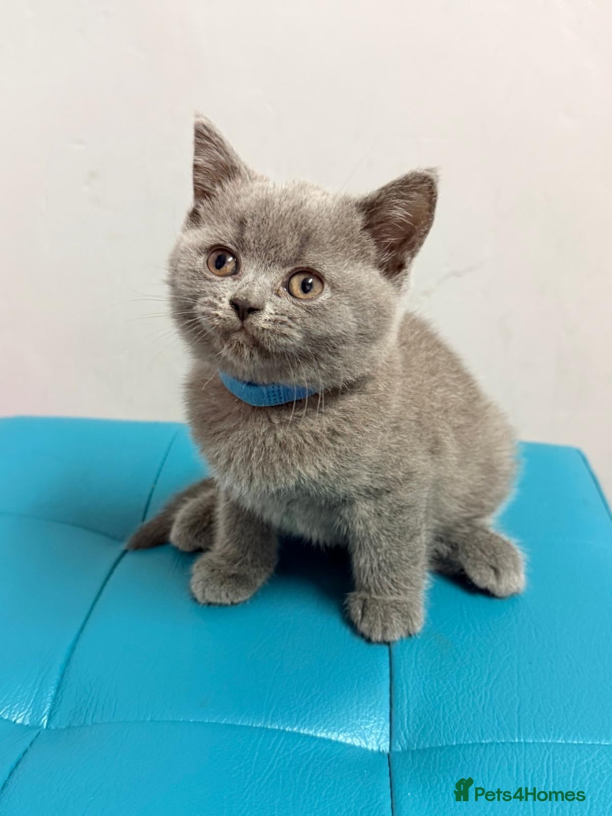British Shorthair cats Ready now 💙❤️Fluffy’s BSH💙❤️ - Advert 2