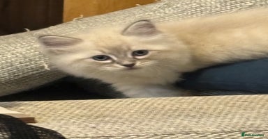 Siberian cats - Advert 8