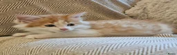 Mixed Breed cats for sale: Beautiful Mixed kittens 8 weeks  - Advert 12