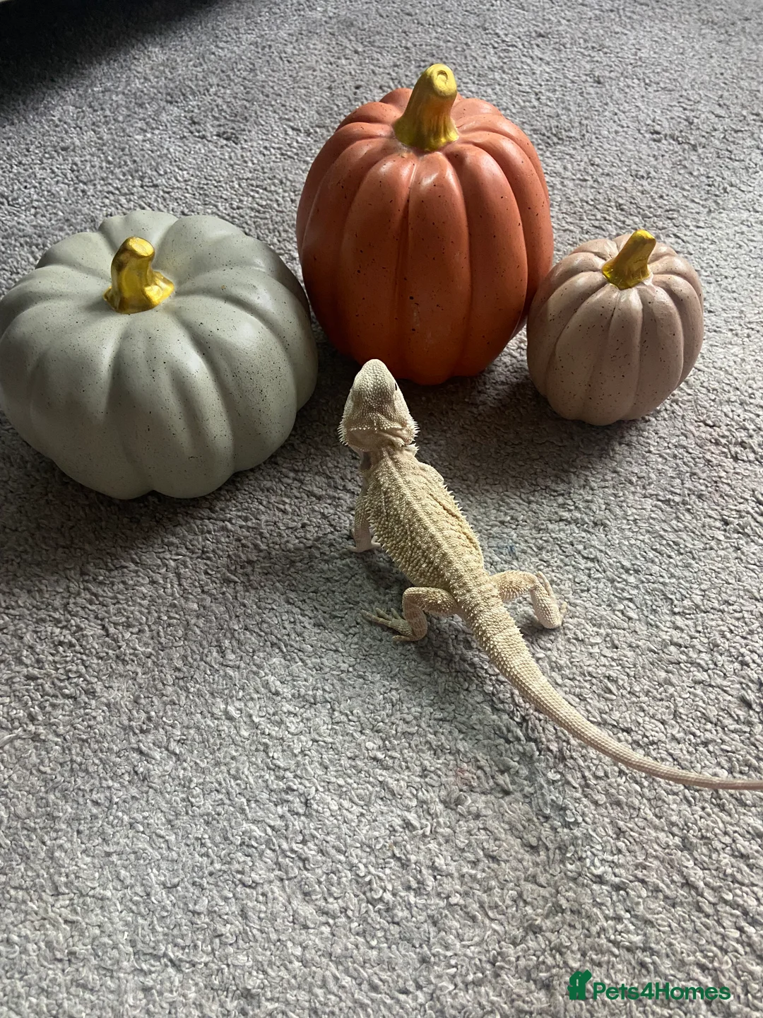 Bearded Dragon reptiles for sale: Gorgeous bearded dragon.  - Advert 13