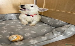 West Highland Terrier dogs for sale: Beautiful west highland terriers puppys - Image 18