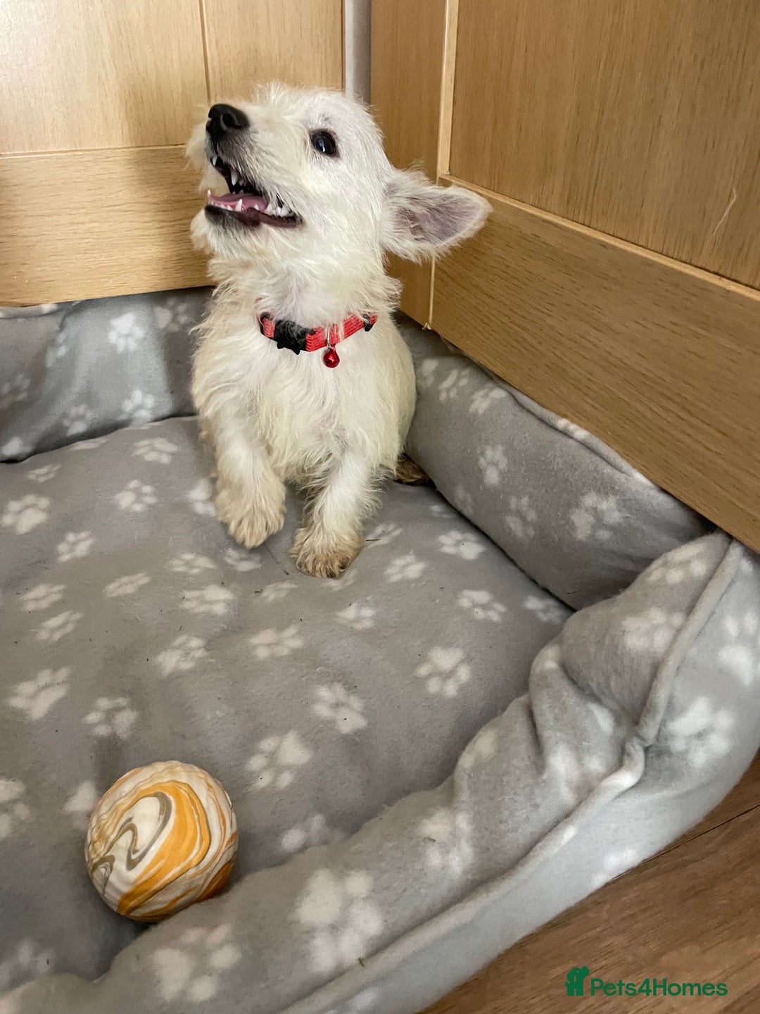 West Highland Terrier dogs for sale: Beautiful west highland terriers puppys - Image 18