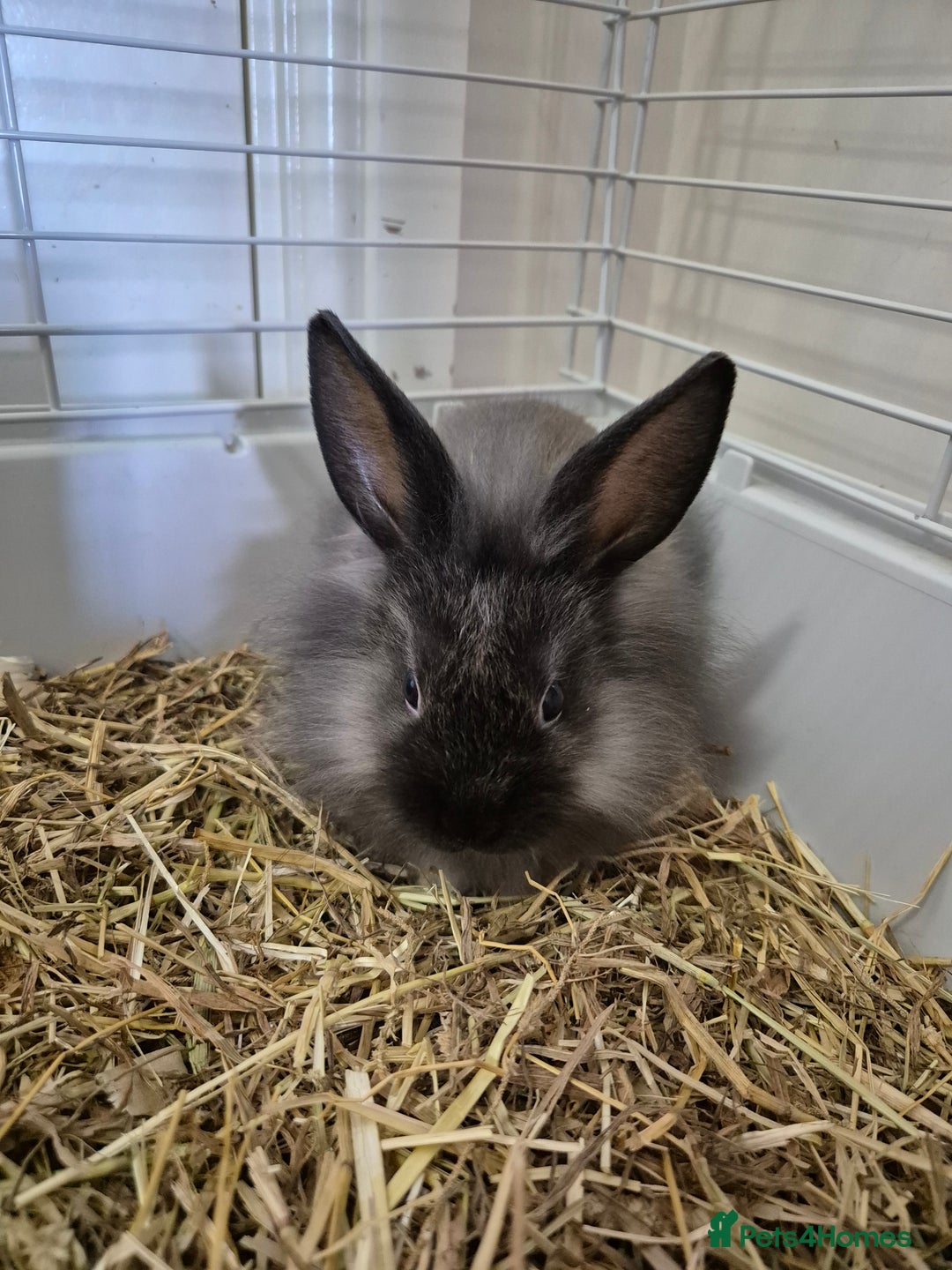 Lionhead rabbits for sale: Lionhead x angora rabbits  - Advert 13