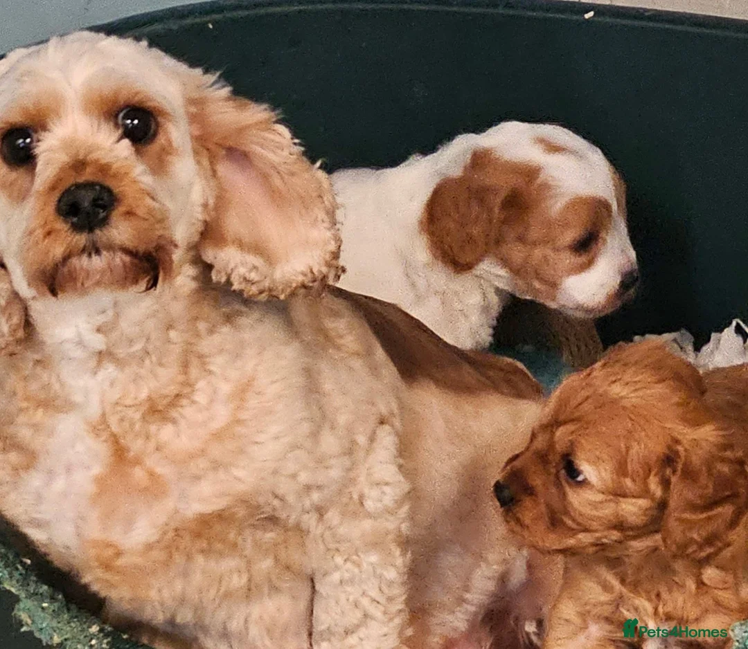 Cavapoo dogs for sale: 2 lovely cavapoo male puppies for sale  in Carmarthen - Advert 6