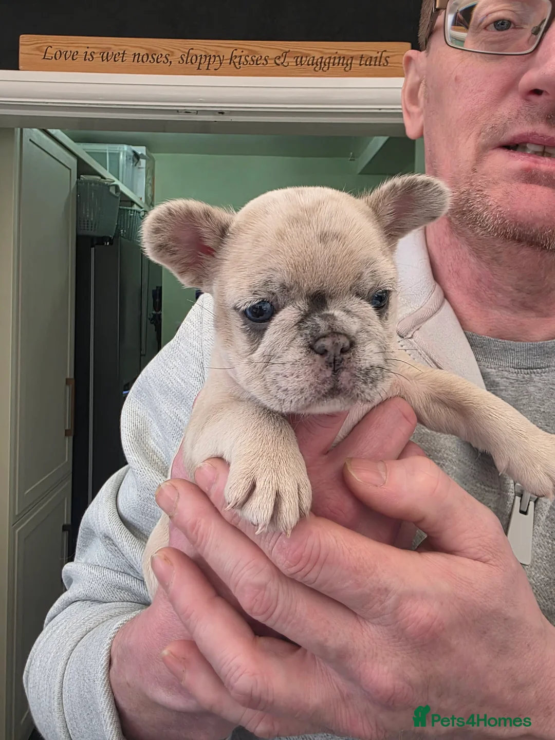 French Bulldog dogs for sale: French Bulldog puppies - Advert 10