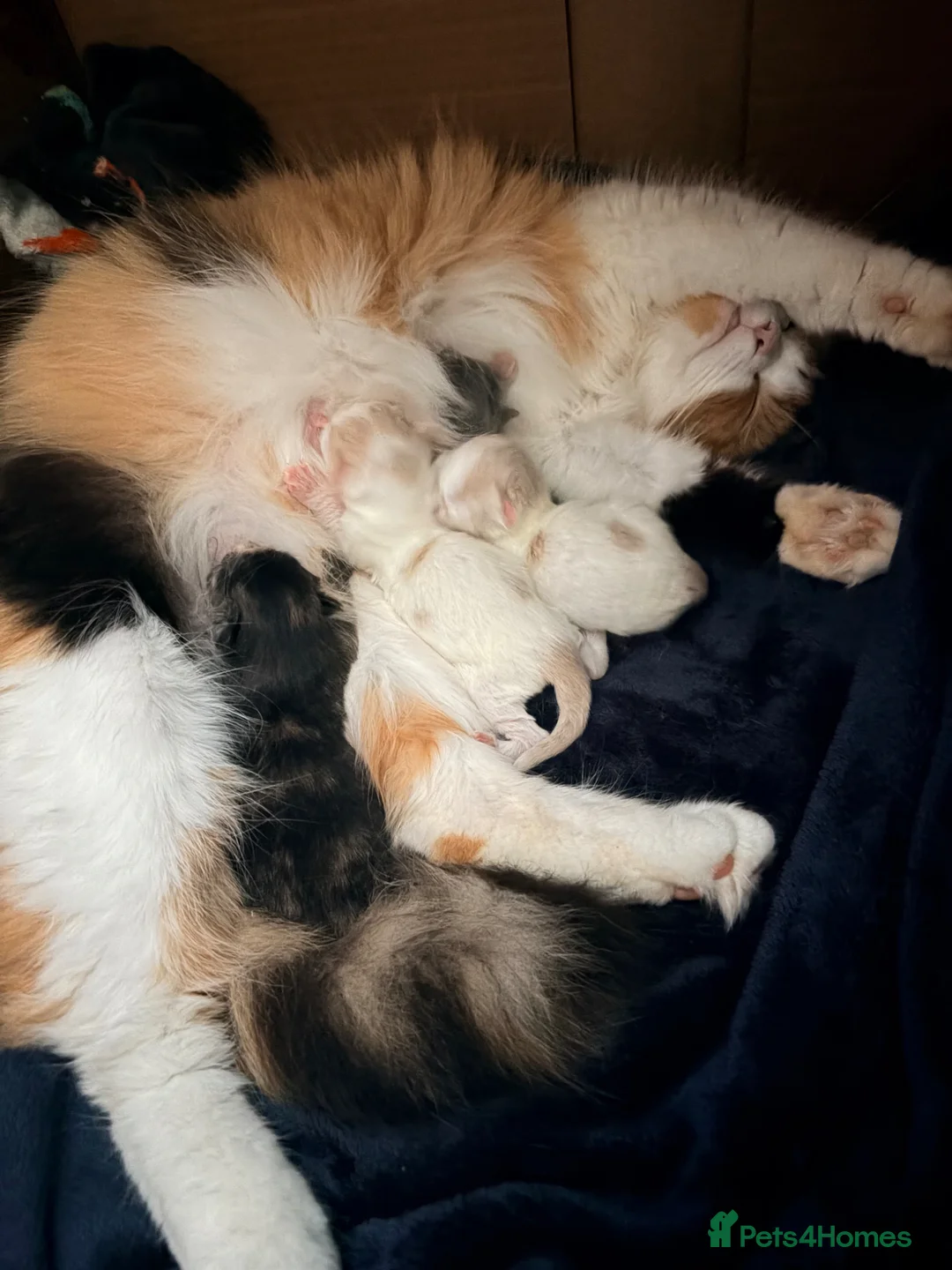 Mixed Breed cats for sale: Half British short haired kittens  in Reading - Advert 11