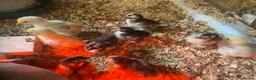 Mixed Breed poultry for sale: Day old ducklings and other poultry available - Advert 15