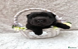 Shar Pei dogs for sale: REDUCED*READYNOW Beautiful bear/brush shar peis  - Image 9