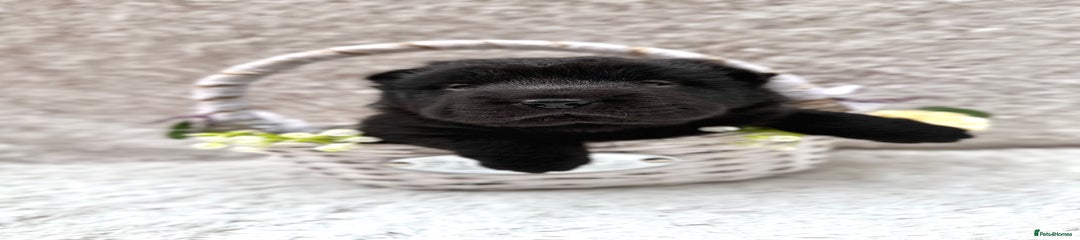 Sable 